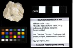 Foto (Objekt + Etiketten) von Pithonoton marginatum (von Meyer, 1842) 